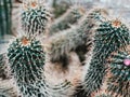 Mammillaria compressa, commonly called mother of hundreds Royalty Free Stock Photo