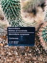 Mammillaria compressa, commonly called mother of hundreds Royalty Free Stock Photo