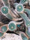 Mammillaria compressa, commonly called mother of hundreds Royalty Free Stock Photo
