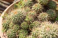 Mammillaria Compressa Var. Longiseta Native From Mexico In Summer Royalty Free Stock Photo