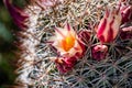 Mammillaria dioica also called the strawberry cactus, California fishhook cactus, strawberry pincushion or fishhook cactus