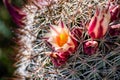 Mammillaria dioica  also called the strawberry cactus, California fishhook cactus, strawberry pincushion or fishhook cactus Royalty Free Stock Photo