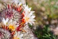 Mammillaria dioica  also called the strawberry cactus, California fishhook cactus, strawberry pincushion or fishhook cactus Royalty Free Stock Photo