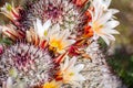 Mammillaria dioica  also called the strawberry cactus, California fishhook cactus, strawberry pincushion or fishhook cactus Royalty Free Stock Photo