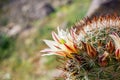 Mammillaria dioica  also called the strawberry cactus, California fishhook cactus, strawberry pincushion or fishhook cactus Royalty Free Stock Photo