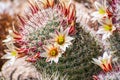 Mammillaria dioica  also called the strawberry cactus, California fishhook cactus, strawberry pincushion or fishhook cactus Royalty Free Stock Photo