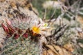 Mammillaria dioica  also called the strawberry cactus, California fishhook cactus, strawberry pincushion or fishhook cactus Royalty Free Stock Photo