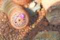 Mammillaria elongata and Baby flower on top with rock on floor i