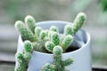 Mammillaria Elongata, Lady Finger Cactus, Mammillaria cactus or succulent