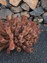 Mammillaria elongata, ladyfinger cactus Royalty Free Stock Photo