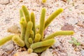 Mammillaria elongate cactus. Royalty Free Stock Photo