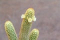 Mammillaria elongate cactus with white flowers. Royalty Free Stock Photo