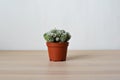 Mammillaria gracilis house plant in brown pot on wooden desk