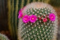 Mammillaria grahamii, cactus flowers