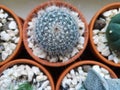 Mammillaria hybrid cactus in a clay pot Royalty Free Stock Photo