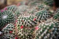 Mammillaria karwinskiana ssp. nejapensis clump have seed pod, Cactus in garden has a brown stone around, Drought tolerant plant. Royalty Free Stock Photo
