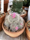 Mammillaria laui is a species of cactus in the genus Mammillaria Royalty Free Stock Photo