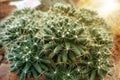 Mammillaria longimamma is a species of cactus from Hidalgo and QuerÃÂ©taro, Mexico. Royalty Free Stock Photo