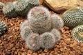 Mammillaria mammilllaris or woolly nipple cactus. Arid plants. Royalty Free Stock Photo
