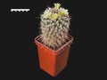 Mammillaria Nejapensis Blooms with Light Lemon Flowers. Isolated On Black Background