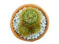 Mammillaria nivosa , Beautiful cactus . clipping path Royalty Free Stock Photo