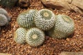 Mammillaria nivosa is one of the wooliest mams with beautiful golden-yellow-spines. Woolly nipple cactus, arid plants.