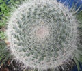 Mammillaria parkinsonii, also known as owl-eye pincushion or owl-eye cactus