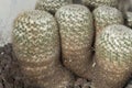 Mammillaria parkinsonii cactus known as owl-eye pincushion