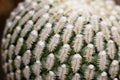 Mammillaria Pectinifera very rare cactus plant in garden Royalty Free Stock Photo