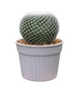 Mammillaria Perbella owl eye miniature cactus houseplant in pot isolated on white background for small garden and the drought Royalty Free Stock Photo