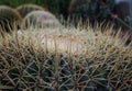 Mammillaria or pincushion cactus plant