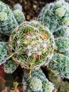 Mammillaria plant and scientific name is Mammillaria vetula. Royalty Free Stock Photo