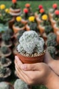 Mammillaria plumosa ,Cactus in the hand of a child in the nursery
