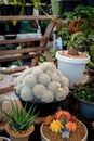 Mammillaria Plumosa, a little white flower of cactus, brown clay pot. Closeup cactus mammillaria plumosa in a pot with flower