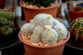 Mammillaria Plumosa, a little white flower of cactus, brown clay pot. Closeup cactus mammillaria plumosa in a pot with flower