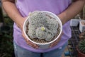 Mammillaria plumosa , A white cactus in the palm of a woman in a nursery