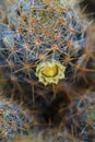 Mammillaria prolifera flower