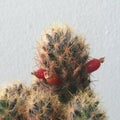 Mammillaria Prolifera Have Seed Pod. Cactus On Black Plastic Pot. Drought Tolerant Plant.