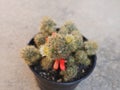 Mammillaria Prolifera Have White Flower And Seed Pod. Cactus On Black Plastic Pot. Drought Tolerant Plant.