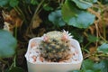 Mammillaria schiedeana have two 2 pink flowe is blooming on pot. Cactus on black plastic pot. Drought tolerant plant. Royalty Free Stock Photo