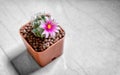 Mammillaria Schumannii Cactus with Blooming Flower Planted in a Pot Royalty Free Stock Photo