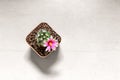 Mammillaria Schumannii Cactus with Blooming Flower Planted in a Pot Royalty Free Stock Photo