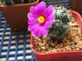 Mammillaria schumannii cactus flower Royalty Free Stock Photo