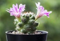 Mammillaria schumannii cactus flower in pot Royalty Free Stock Photo