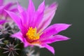 Mammillaria Schumannii cactus pink flower in full bloom Royalty Free Stock Photo