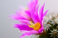 Mammillaria Schumannii cactus pink flower in full bloom Royalty Free Stock Photo