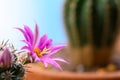 Mammillaria Schumannii cactus pink flower in full bloom Royalty Free Stock Photo