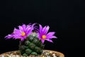 Mammillaria Schumannii cactus pink flower in full bloom on black background Royalty Free Stock Photo