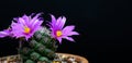 Mammillaria Schumannii cactus pink flower in full bloom on black background Royalty Free Stock Photo