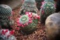 Mammillaria Sp. Clump Have Seed Pod, Cactus In Garden Has A Brown Stone Around, Cacti, Succulent, Tree, Drought Tolerant Plant.